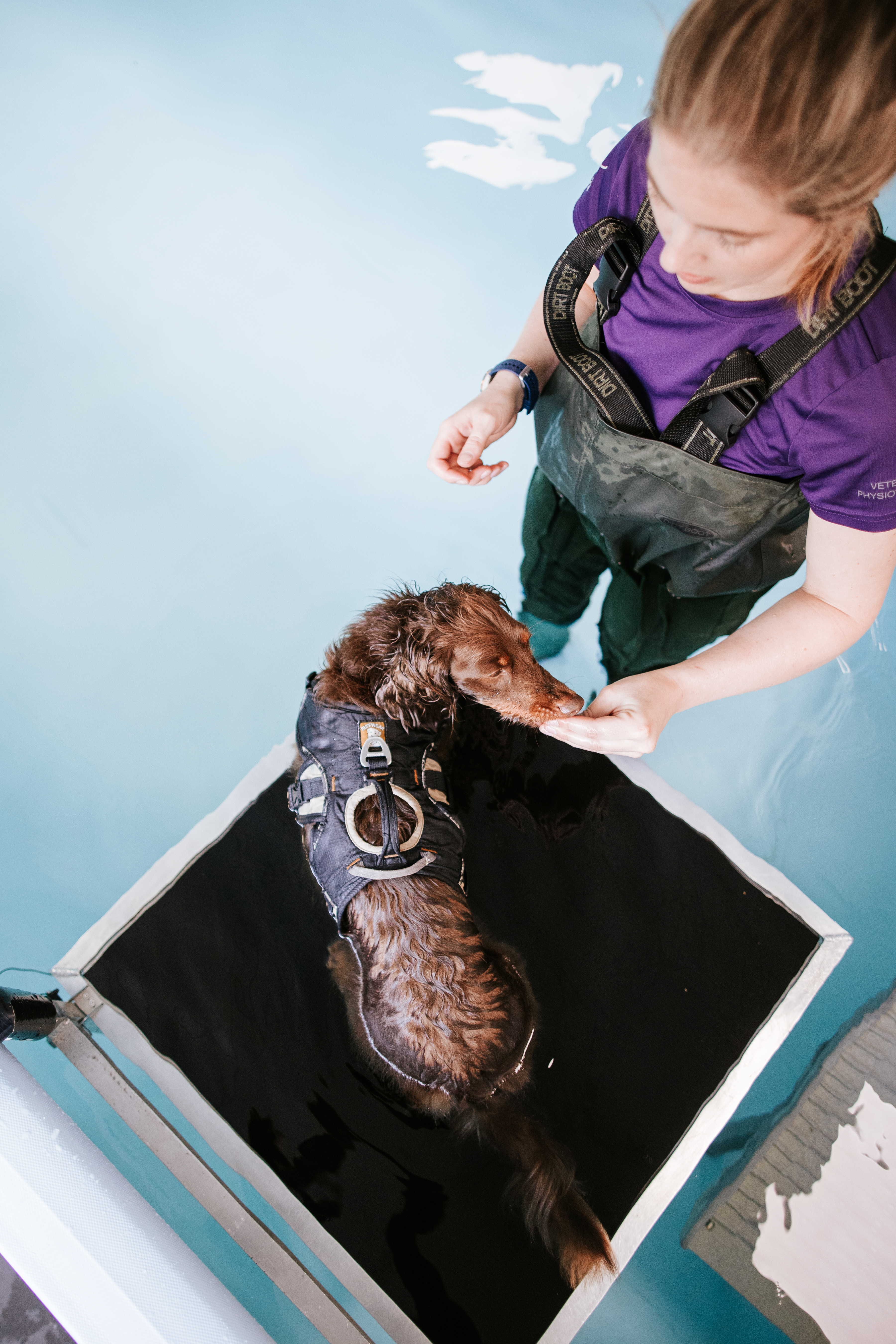 pool active stretch canine