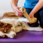 Canine first aid