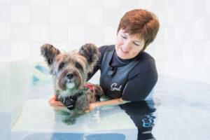 K9 clinical hydrotherapy